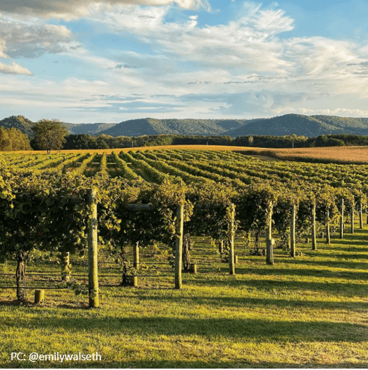 Elmaro Vineyard