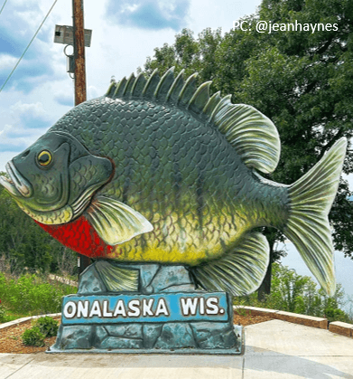 Sunny the sunfish in onalaska, wisconsin